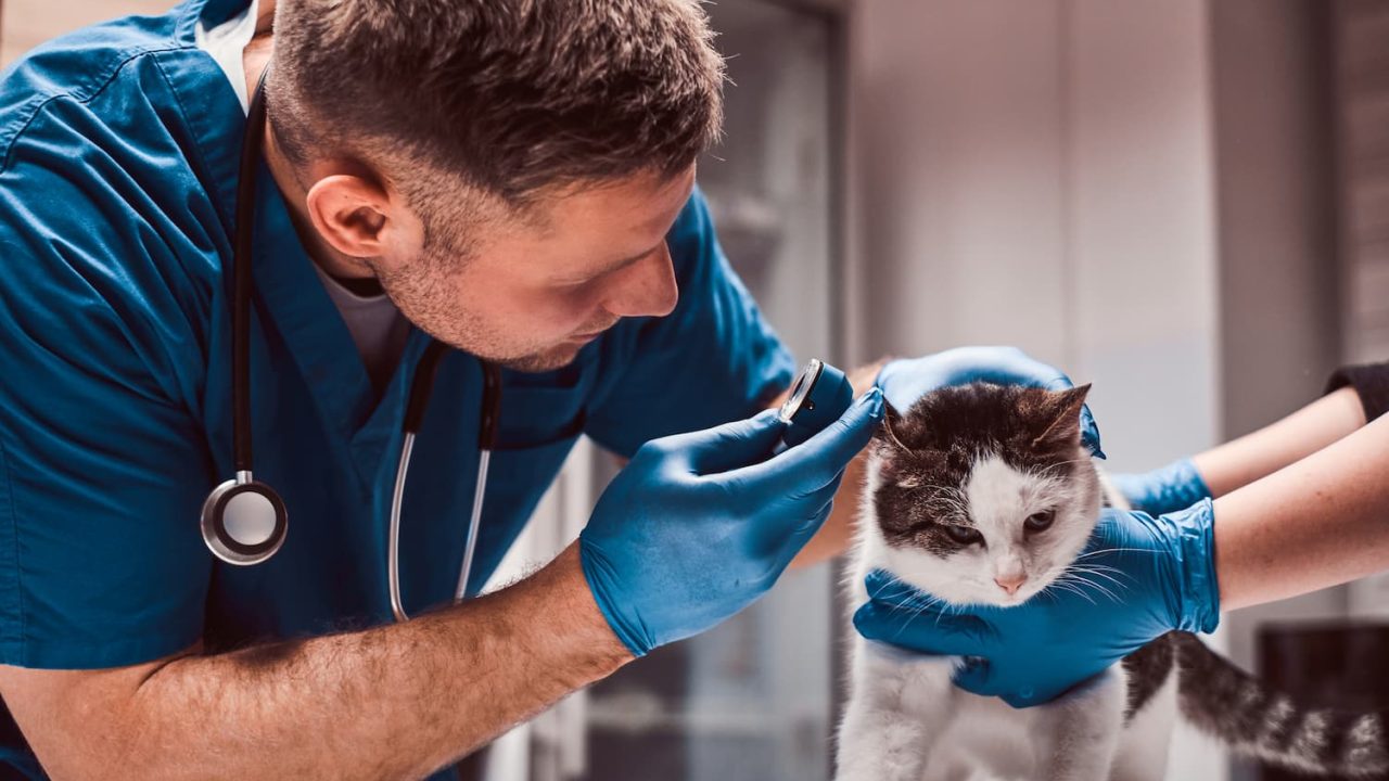 veterinaire