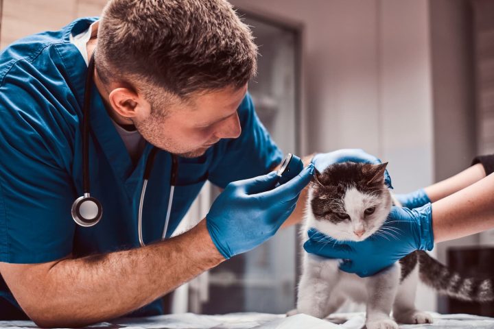 veterinaire